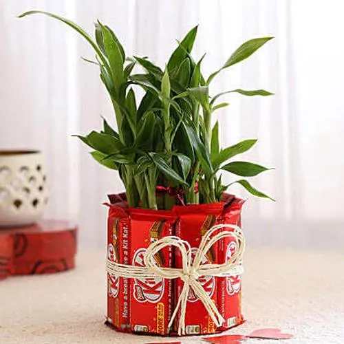 Deliver Kitkat Arrangement with 2 Tier Lucky Bamboo Plant