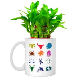 Order Sunsign Mug planted with Lucky Bamboo Tree