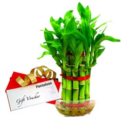Little Luxury Bamboo Plant and Pantaloons Gift Voucher