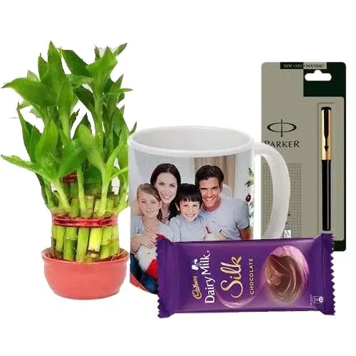 Lucky Bamboo Plant Gifts