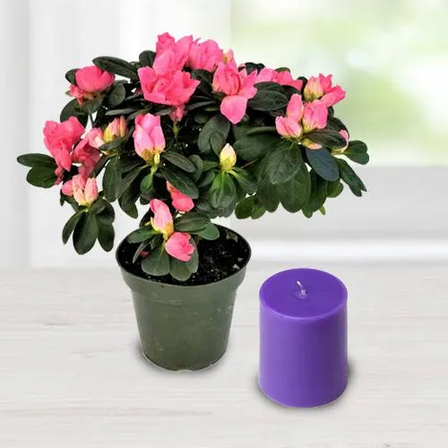 Exquisite Agelia Flowering Potted Plant N Iris Aroma Pillar Candle