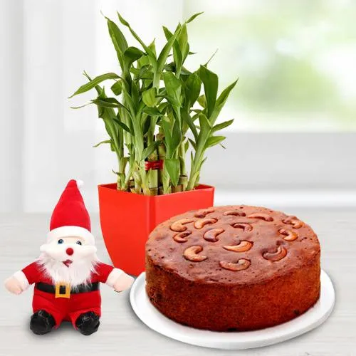 Exotic Lucky Bamboo Plant with Plum Cake n Santa Claus Cap