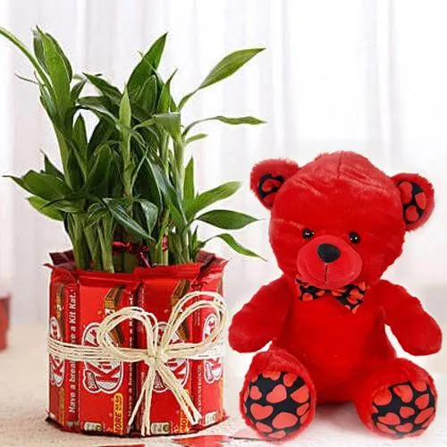 Fabulous Valentine Gift of Chocolates Teddy n Lucky Bamboo Plant