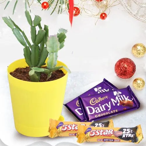 Ideal Gift of Cactus Plant n Cadbury Chocolates on Christmas