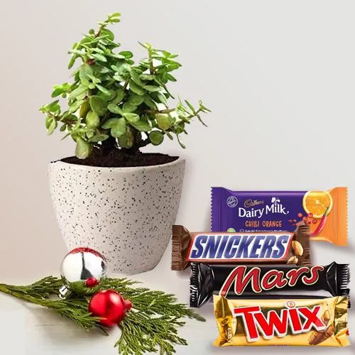 Excellent Christmas Gift of Chocolates n Jade Plant in Ceramic Pot