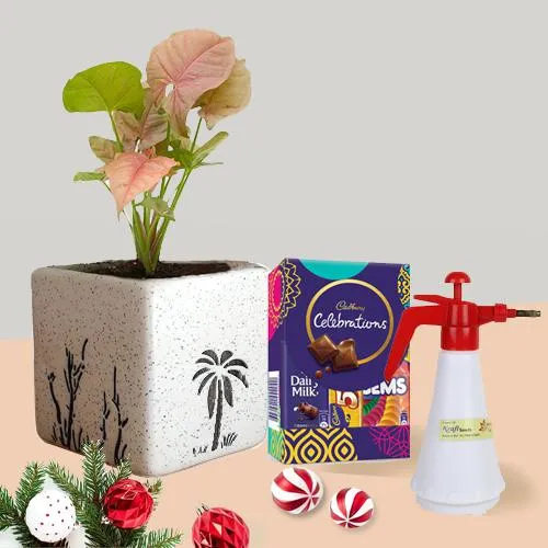 Classy Xmas Gift of Syngonium Plant with Spray Pump n Chocolates