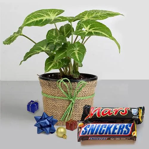 Fancy Gift of Syngonium Plant with Mars  N  Snicker Chocolates on Christmas