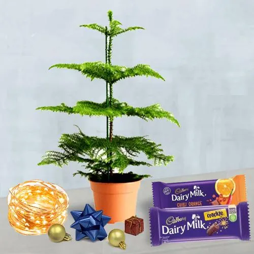 Trendy Christmas Plant with String Lights n Cadbury Chocolates Gift