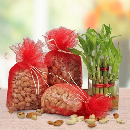 Attractive Lucky Bamboo Plant in a Glass Vase with Assorted Dry Fruits