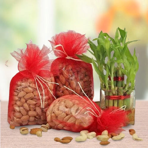 Shop Marvelous Lucky Bamboo Plant in a Glass Vase With Assorted Dry Fruits