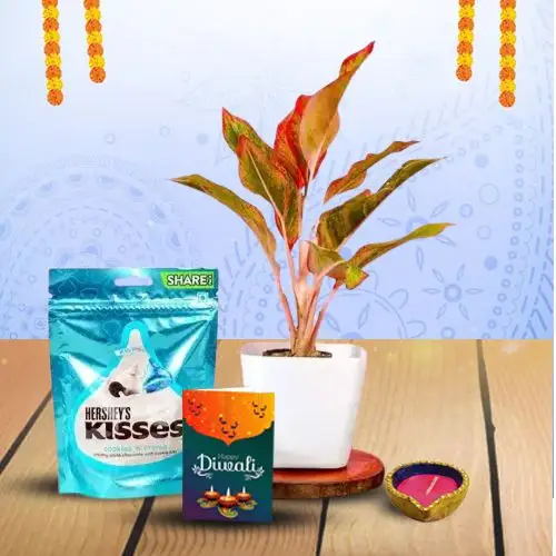 Diwali Joy With Plant Surprise