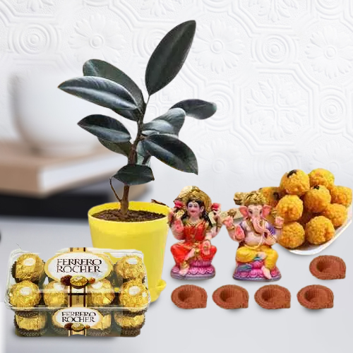 Remarkable Rubber Plant n Assortments Gift Combo