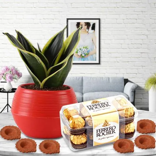 Ferrero Rocher N Diya with Milt Sansevieria in Plastic Pot