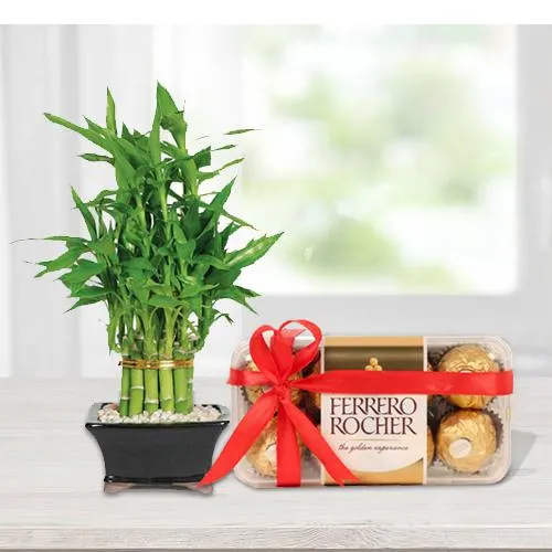 Book Choco Box and Lucky Bamboo Plant 