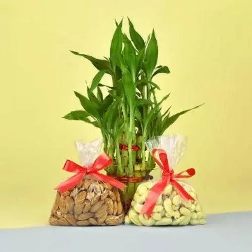 Decorative Lucky Bamboo Plant N Mixed Dry Fruits Pack