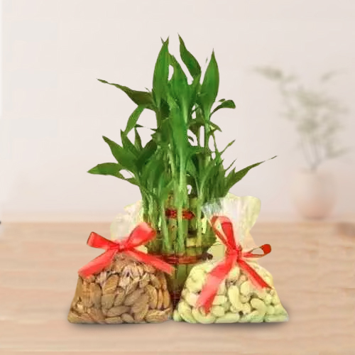 Exclusive Dry Fruits N Lucky Bamboo Gift Combo on Birthday