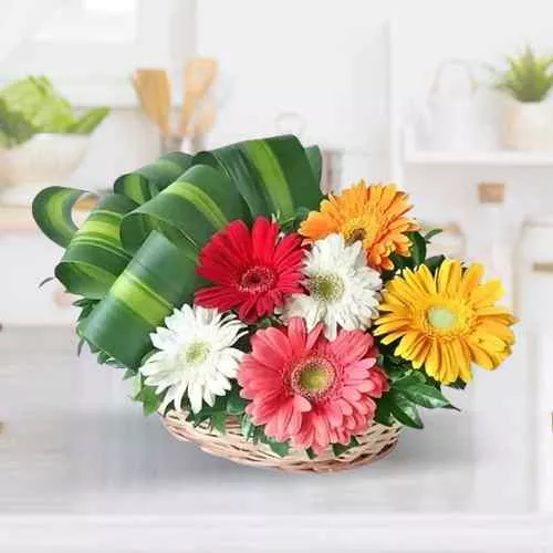 Send Assorted Gerberas Arrangement with Cadburys Celebration Pack