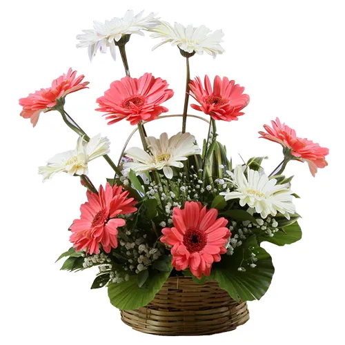 15 Mixed Gerberas Arrangement with 500grms Assorted Sweets.