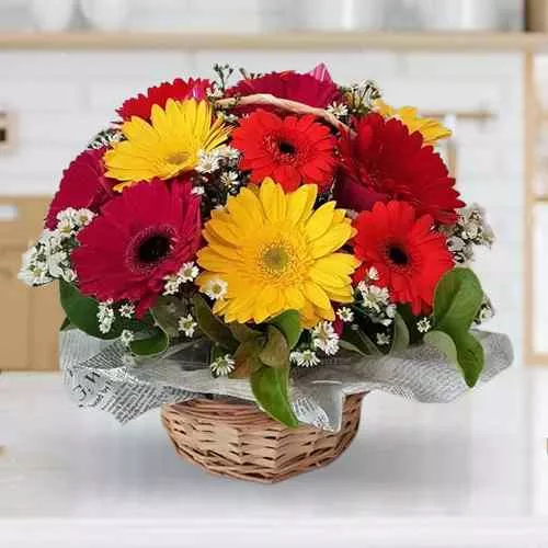 Mixed Coloured 12 Gerberas in Basket  with 500 grms Assorted Sweets.