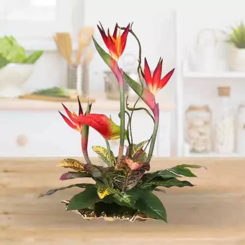 Lovely Arrangement of Birds of Paradise and Anthuriums