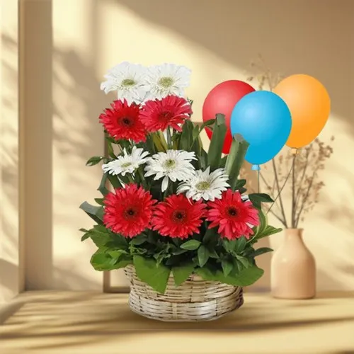 Pretty Arrangement of Mixed Gerberas N Balloons