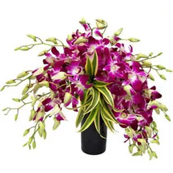 Deliver Orchids Arrangement in Glass Vase