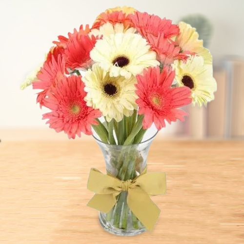 Multi Hued Gerberas in a Vase