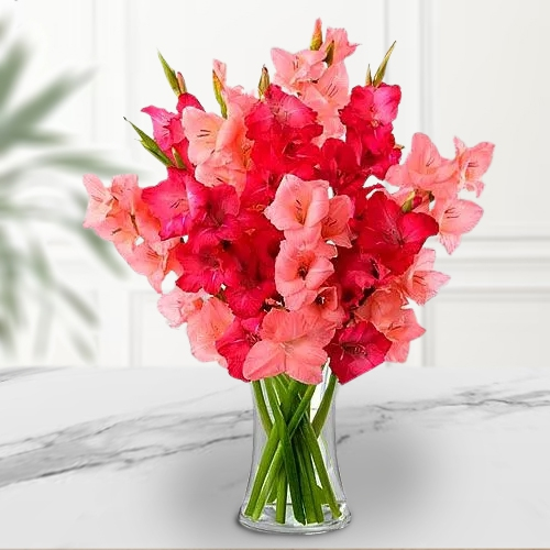 Delicate Pinkish Delight Gladiolus in a Glass Vase