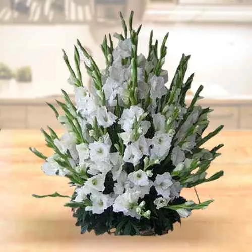 Elegant Basket Full of White Gladiolus