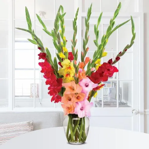 Shop Charming Mixed Color Gladiolus in Glass Vase