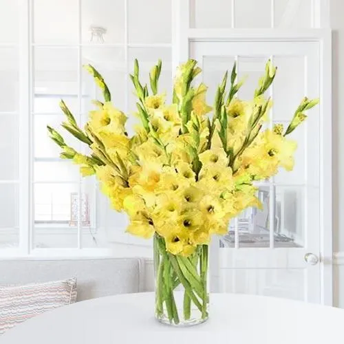 Yellow Shine Gladiolus