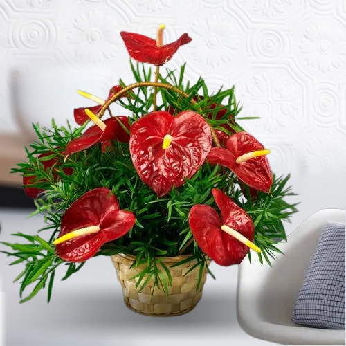 Beautiful Basket of Hearty Red Anthodiums