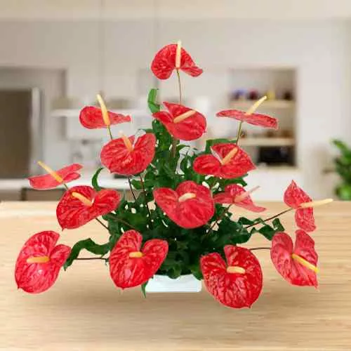 Deliver Magnificent Red Anthurium Arrangement