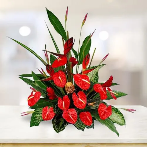 Send for Anthurium n BOP Arrangement