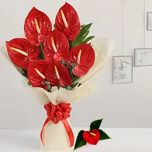 Deliver Red Anthurium Bunch wrapped in Tissue