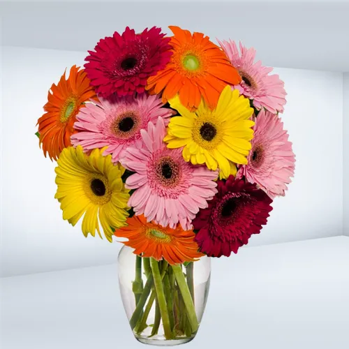 Fresh Cut Colorful Gerberas in Glass Vase