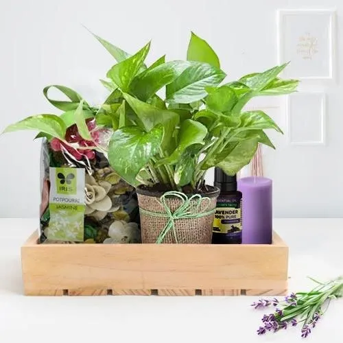 Lovely Money Plant n Aromatic Diffuser Gift Hamper for Mom