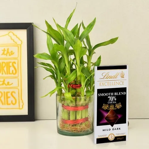 Online 2 Tier Lucky Bamboo Plant with Lindt Excellence Chocolate