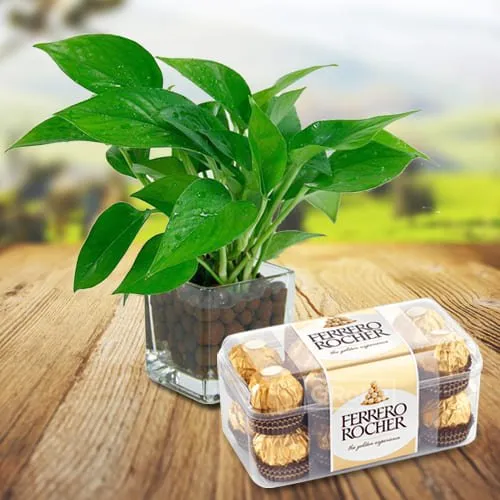 Deliver Money Plant in Glass Vase with Ferrero Rocher Chocolates