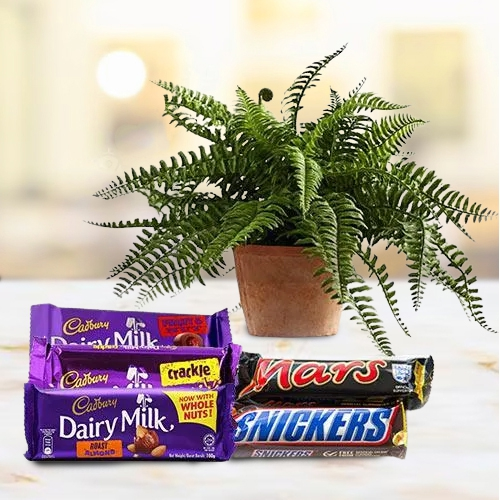 Splendid Gift of Air Purifier Plant N Chocolates