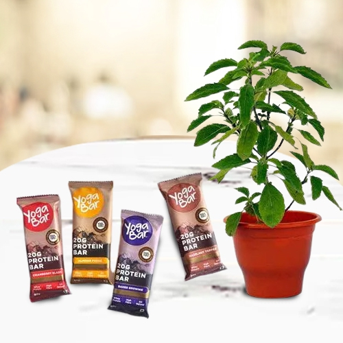 Healthy Gift Pack of Holy Tulsi Plant with Protein Bar