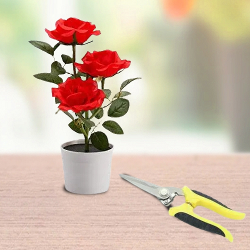 Eye-Catching Gift of Red Rose Plant with Pruning Scissor