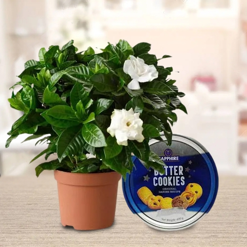 Delightful Gift of Jasmine Plant with Cookies