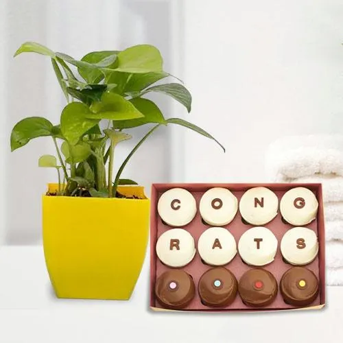 Elegant Gift of Money Plant with Homemade Chocolates