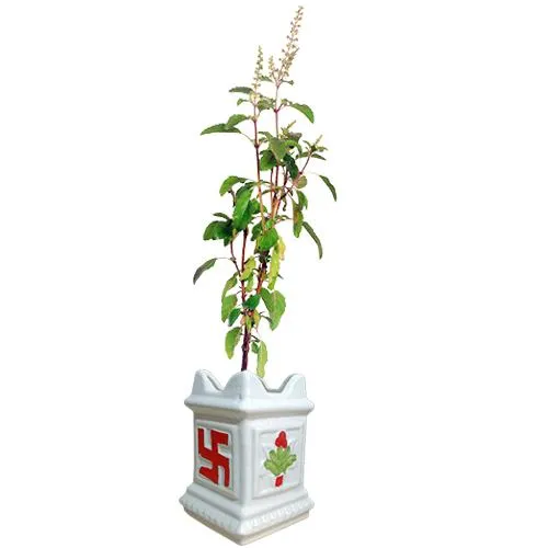 Holy Tulsi Plant in Ceramic Pot