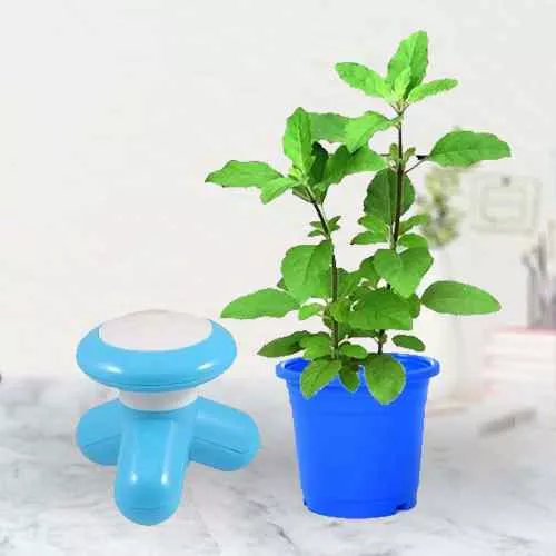 All-Green Basil Plant n Massager for Gifting