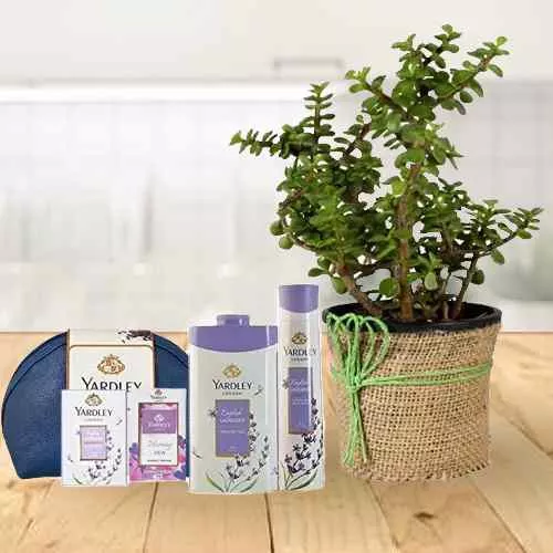 Amazing Jade Plant n Yardley Lavender Gift Kit