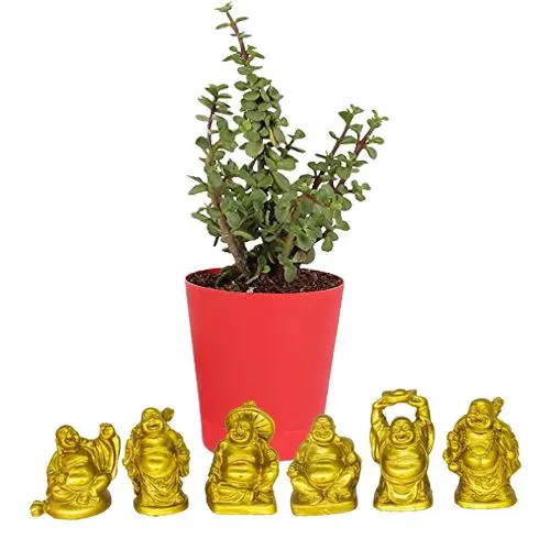 Wish Good Fortune with Jade Plant n Laughing Buddha Set
