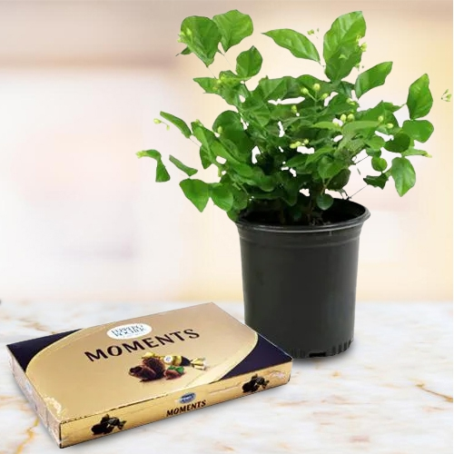 Aromatic Jasmine Plant with Ferrero Rocher Moments