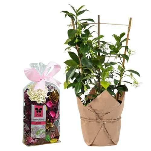 Classic Jasmine Plant n Potpourri Combo